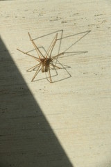 Spider on a white floor. Paws and shadows of the sun.