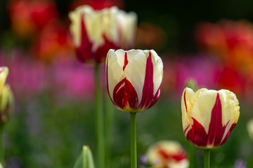 Fototapeta premium Marble pattern of tulip flower, Closeup
