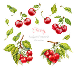 Cherry. Watercolor botanical illustration.