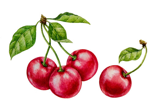 Cherry. Watercolor botanical illustration