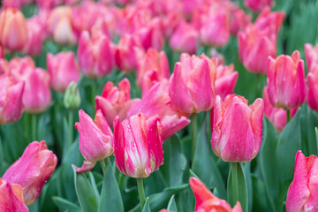 Close-up of pink tulips in the garden of pink  tulips , pink tulips for colorful background.