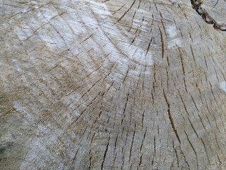 Beautiful wood texture, background slice trunk stump cut tree