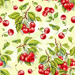 Cherry. Watercolor botanical illustration.