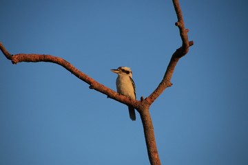 bird on a branch