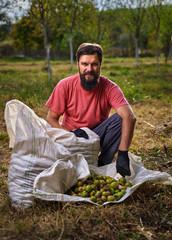 Farmer harvesting walnuts