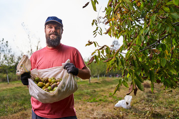 Farmer harvesting walnuts
