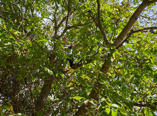 Farmer harvesting walnuts