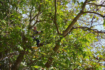 Farmer harvesting walnuts