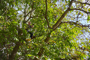 Farmer harvesting walnuts