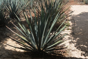 Agarve Kakus Kakteen 