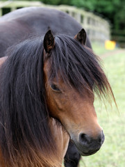 Obraz premium Native Pony Headshot
