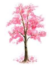 Obraz premium Pink Cherry Blossom tree watercolor painting hand drawn on isolated white background