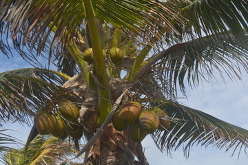 Coconut Tree Kokosnuss Baum 