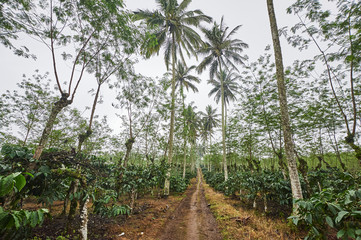 Fototapeta na wymiar Road along coffee plantation and palm trees in East Java, Indonesia.