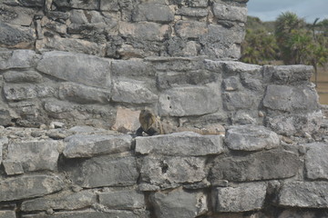 Leguan Echse