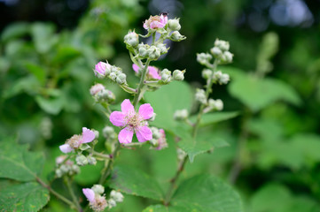 Fototapeta na wymiar Blackberry plant blooming in wood early spring
