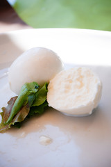 Mozzarella di buffalo with fresh lettuce on the white clean plate.