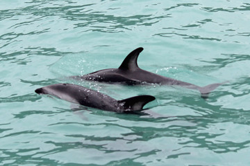 Two dolphins swimming in the sea