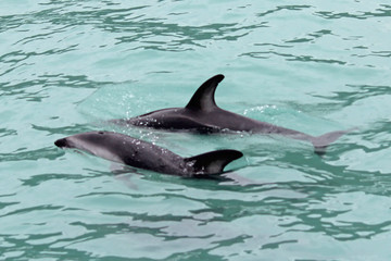 Obraz premium Two dolphins swimming in the sea