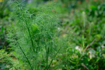 Green fresh anise plant on the garden