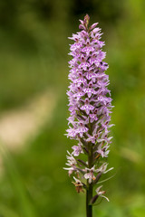 Common spotted orchid