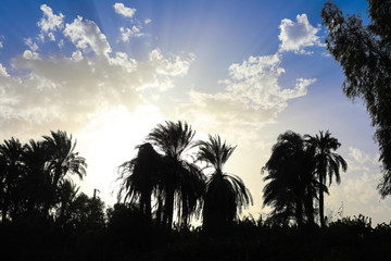 Obraz premium palm trees at sunset