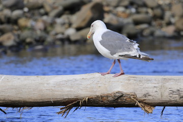 丸太の上を歩くシロカモメ