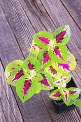 Coleus plant in pot on wooden background