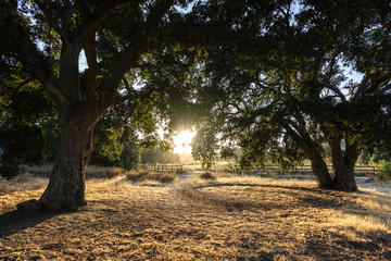 Large oak trees in early morning light at Chatsworth Park South in the San Fernando Valley area of Los Angeles, California.