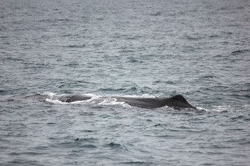 Fototapeta premium Whale in the sea