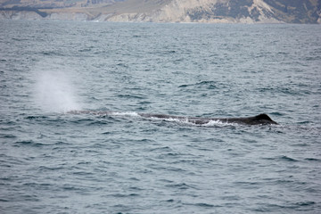 Obraz premium Whale in the pacific ocean