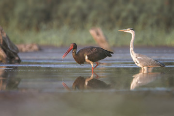 Bocian Czarny © arek0michalak