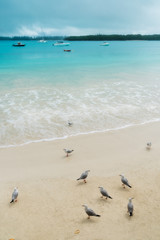 A group of seagulls on the beach at Kuto Bay with boats on the water and pine forests at horizon in the background at the secluded Isle of Pines in New Caledonia Archipelago, South Pacific Ocean.