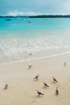 A group of seagulls on the beach at Kuto Bay with boats on the water and pine forests at horizon in the background at the secluded Isle of Pines in New Caledonia Archipelago, South Pacific Ocean.