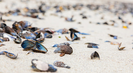 Empty Mussel shells washed up on a beach on the Western seaboard of Cape Town