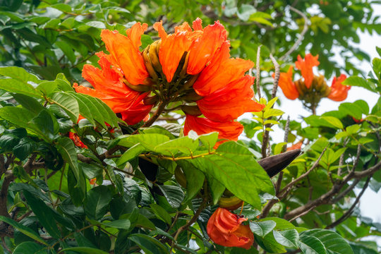 African Tulip Tree on a blurred background with beautiful red flowers (Spathodea Campanulata)at Kuto Bay on Isle of Pines. It is an invasive species in tropical areas and not native to New Caledonia.