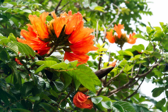 African Tulip Tree against the sky with beautiful red flowers (Spathodea Campanulata) at Kuto Bay Isle of Pines. It is an invasive species in tropical areas and not native to New Caledonia.