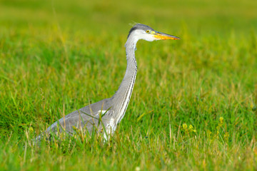 Grey heron Ardea cinerea standing in tall grass on a meadow. Looking for food. Small animals such as voles.