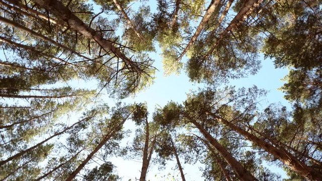 Tall fir trees in wild forest. View vertical pan with circular rotation of the camera.