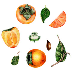 Persimmon fruit watercolour set illustration isolated. leaves, branches and flower of persimmon. 