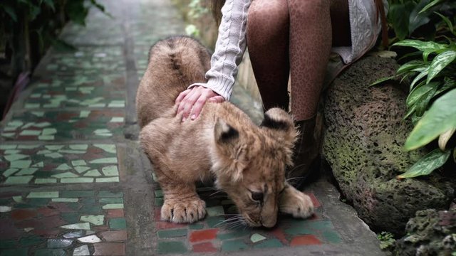 Cute lion cub is sitting near young girl model in leopard tights and fashionable boots. Botanical garden