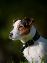 Jack russel terrier portrait