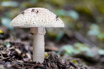 Toadstool rosacea in woods