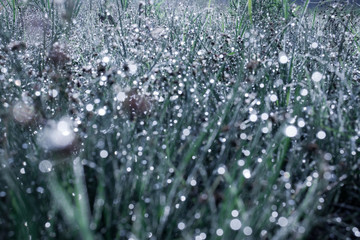 Blurred drops of morning dew