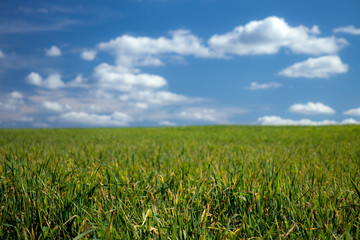Green meadow and blues sky with white clouds