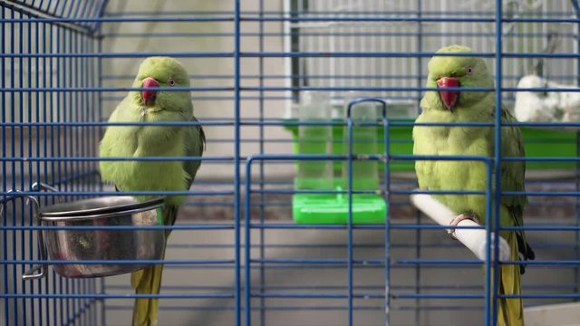 Two green domestic parrots sitting in cage