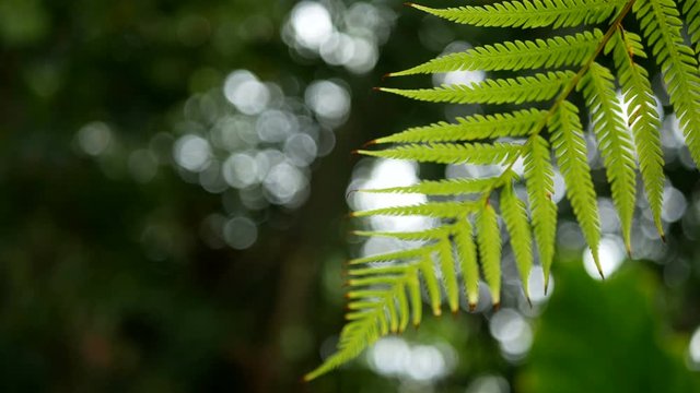 4K. green fern leaves sway from wind with green tree background and bokeh light. green natural background with copy space footage , selective focus with deep of field