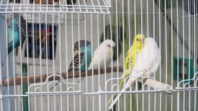 Blue wave and white and yellow domestic parrots sitting in the cage