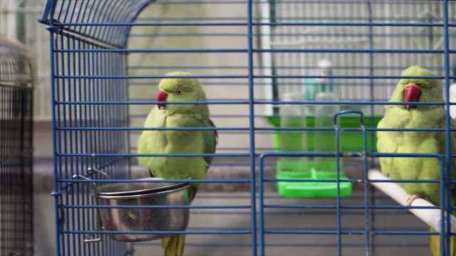 Green domestic parrots sitting in cages