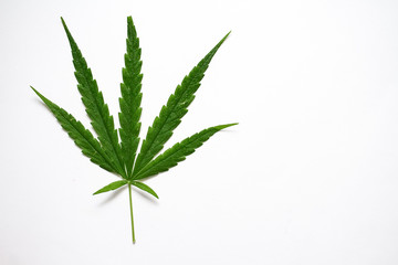 Cannabis leaf close up, marijuana ganja weed leaves on white background in natural light